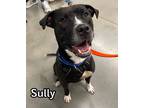 Adopt Sully a Pit Bull Terrier dog in Catoosa, OK (40566079)