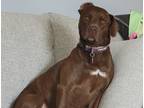 Adopt Lily a Brown/Chocolate - with White Australian Kelpie / American Pit Bull