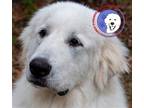 Adopt Clyde a White Great Pyrenees / Mixed dog in Portland, OR (39810014)
