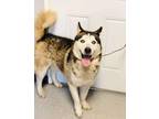 Adopt Dudley a Black - with White Siberian Husky / Mixed dog in Mountain View