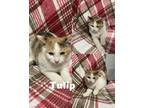Adopt Tulip a Calico or Dilute Calico Domestic Shorthair (short coat) cat in