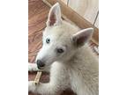 Adopt Ghost Pepper a Siberian Husky / Mixed dog in Matawan, NJ (40360425)