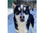 Adopt Daddy Alaska a Siberian Husky / Mixed dog in Matawan, NJ (40556943)