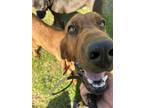 Adopt Pedro a Red/Golden/Orange/Chestnut Bloodhound / Mixed dog in Petersburg