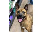 Adopt Diesel a Shepherd (Unknown Type) / Mixed dog in Darlington, SC (40562960)