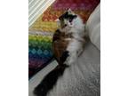 Adopt Izzy a Calico or Dilute Calico Calico / Mixed (long coat) cat in Loveland