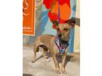 Adopt Naima a Mixed Breed (Medium) / Mixed dog in Thousand Oaks, CA (40562886)