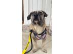 Adopt Hamilton a Mixed Breed (Medium) / Mixed dog in Thousand Oaks