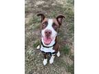 Adopt Miles a Husky / Mixed Breed (Medium) / Mixed dog in Lansing, KS (40561420)