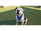 Adopt GRAYSON a Black Pit Bull Terrier / Mixed dog in Diamond Springs