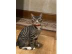 Adopt Lucy the Beautiful a Brown Tabby Tabby (short coat) cat in Redlands
