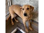 Adopt Donner a Mixed Breed (Medium) / Mixed dog in Rancho Santa Fe