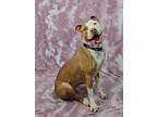 Adopt Louie a Red/Golden/Orange/Chestnut Pit Bull Terrier / Mixed dog in