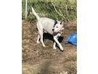 Adopt Roscoe in Shreveport a White - with Black Boston Terrier / Cattle Dog /