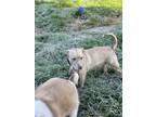 Adopt Pluto a Tan/Yellow/Fawn - with White Labrador Retriever / Mixed Breed