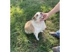 Adopt Molly a White - with Tan, Yellow or Fawn Australian Shepherd / Mixed dog