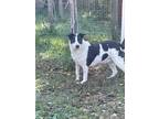 Adopt Bella in Shreveport a White - with Black Terrier (Unknown Type