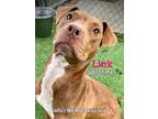 Adopt Link a Tan/Yellow/Fawn - with White Mixed Breed (Medium) / Labrador