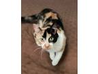 Adopt Penny a Calico / Mixed (short coat) cat in Skippack, PA (39274392)