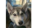 Adopt Nova a Husky / Mixed dog in Garland, TX (40507408)
