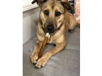 Adopt Louise a German Shepherd Dog / Mixed dog in San Diego, CA (39593702)