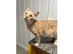 Adopt Colton a Domestic Shorthair / Mixed (short coat) cat in Hartford City
