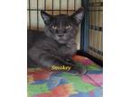 Adopt Smokey a Domestic Shorthair / Mixed (short coat) cat in Cedar Rapids