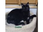 Adopt Lushie a Domestic Shorthair / Mixed (short coat) cat in Cedar Rapids