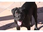 Adopt Onyx a Black Labrador Retriever / German Wirehaired Pointer / Mixed dog in