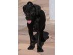 Adopt Amber a Black Labrador Retriever / German Shorthaired Pointer / Mixed dog