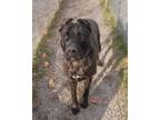 Adopt Pisces a Brown/Chocolate Presa Canario / Mixed dog in St.