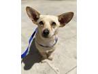 Adopt Earbo a Mixed Breed (Medium) / Mixed dog in Thousand Oaks, CA (40555746)