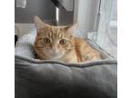 Adopt B.B. a Orange or Red Domestic Shorthair / Domestic Shorthair / Mixed cat
