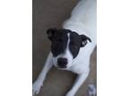 Adopt Robbie a White Hound (Unknown Type) / Mixed Breed (Medium) / Mixed (short