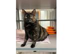 Adopt Meesh a Domestic Shorthair / Mixed (short coat) cat in Walden