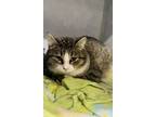 Adopt Minny a Gray or Blue Domestic Shorthair / Domestic Shorthair / Mixed cat