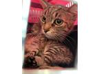 Adopt McKenzie a Gray or Blue Domestic Shorthair / Mixed Breed (Medium) / Mixed