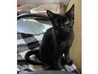 Adopt Webbles a All Black Domestic Shorthair (short coat) cat in San Bernardino
