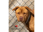 Adopt Hunney a Brown/Chocolate Labrador Retriever / Mixed dog in Toccoa
