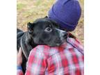 Adopt Matlock-IN FOSTER a Black Mixed Breed (Large) / Mixed dog in Chamblee