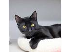 Adopt Patriot a All Black Domestic Shorthair / Domestic Shorthair / Mixed cat in