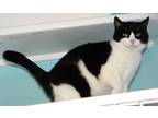 Adopt Sugar Plum a All Black Domestic Shorthair / Domestic Shorthair / Mixed cat