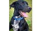 Adopt Onyx a Black Labrador Retriever / Mixed dog in Pass Christian