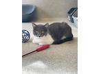 Adopt Jack Frost a Gray or Blue Domestic Shorthair / Mixed Breed (Medium) /