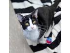 Adopt Mercury a All Black Domestic Shorthair / Domestic Shorthair / Mixed cat in