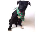 Adopt 24-032D Artie a Black American Pit Bull Terrier / Mixed Breed (Medium) /