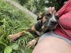 Adopt venus a Brown/Chocolate Boxer / Mixed dog in benton, TN (40534530)