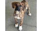 Adopt Baron a Brindle Mixed Breed (Medium) / Mixed dog in Rancho Santa Fe