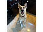 Adopt Marty a Tan/Yellow/Fawn - with White Shepherd (Unknown Type) / Husky /