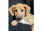 Adopt Butterscotch a Tan/Yellow/Fawn - with White Shepherd (Unknown Type) /